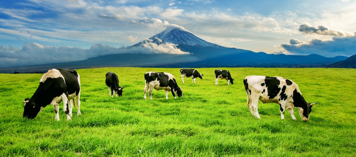 Haysüt Firması Holstein Seçimi
